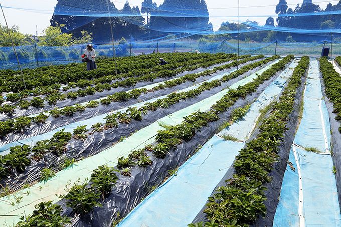赤崎いちご園は昭和34年から続く全国でも珍しい露地栽培！