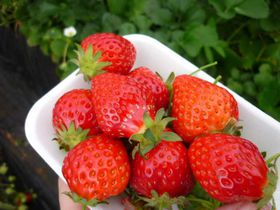 �v�q�u�ό��������c�n�v��12�����炢������聕�𑠂Ŋy���ސ��o������̋L���T���l�C��