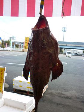 ���΂炫�̓~�̖��o�A���񂱂���͔��l���̋L���T���l�C��