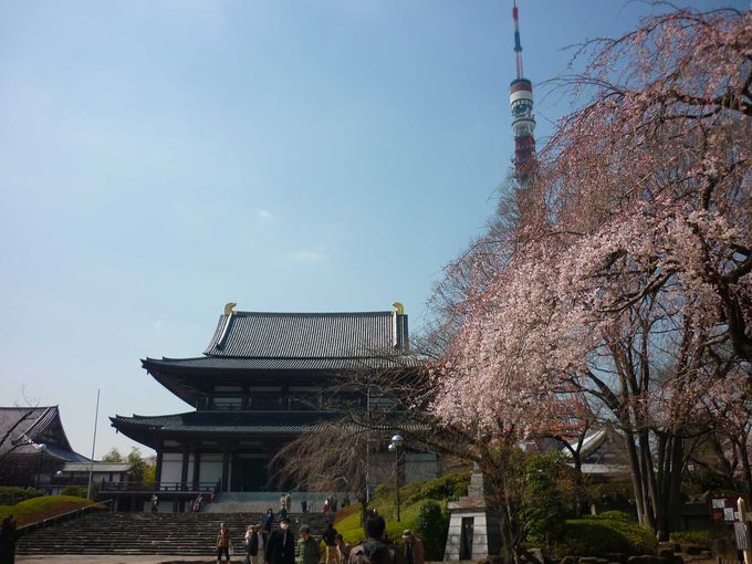 増上寺に訪れた春！