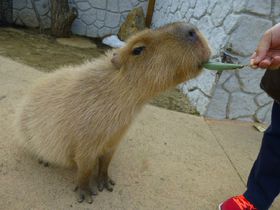 �J�s�o���ɐG�������ߐ{�ǂ��Ԃ����łق�킩�����̌����I�̋L���T���l�C��