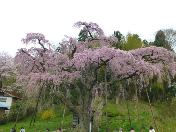 東北への桜旅！福島「三春滝桜の娘たち」見頃は4月中旬から