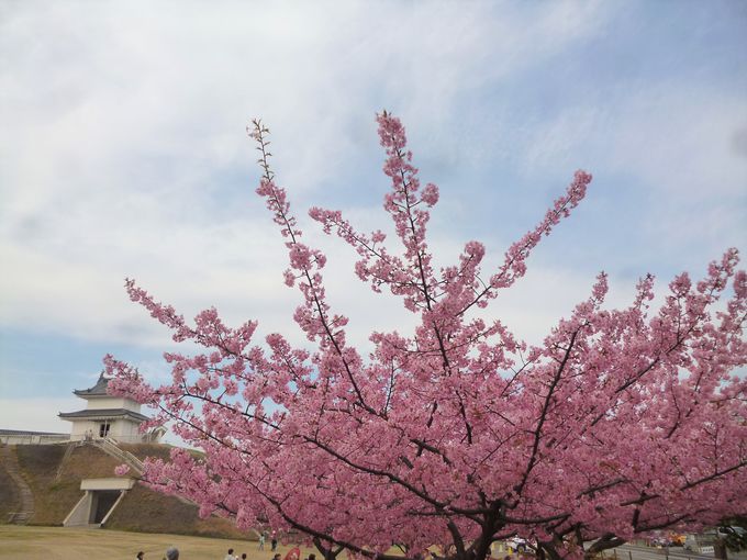 宇都宮で見られる早咲きの河津桜