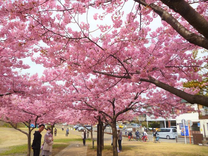 宇都宮城址公園内には河津桜が50本以上