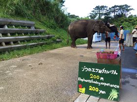 最南端の動物園でゾウやキリンにエサあげ！「沖縄こどもの国」