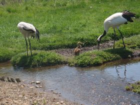 厩RƋXuHvA̎ƒO߂ɏo̋LTlC