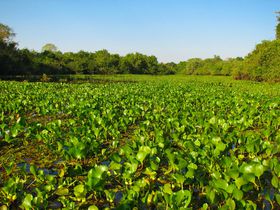 �쐶�����Ǝ��R�̕�ɁI���E�ő勉�̎����E�p���^�i�[���i�u���W���j�̋L���T���l�C��