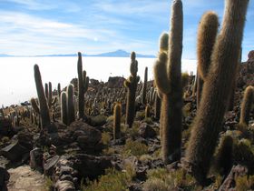 ���G�̃E���j���΂𖞋i�I�T�{�e���̓��ł́A�����}�����킦��I�̋L���T���l�C��