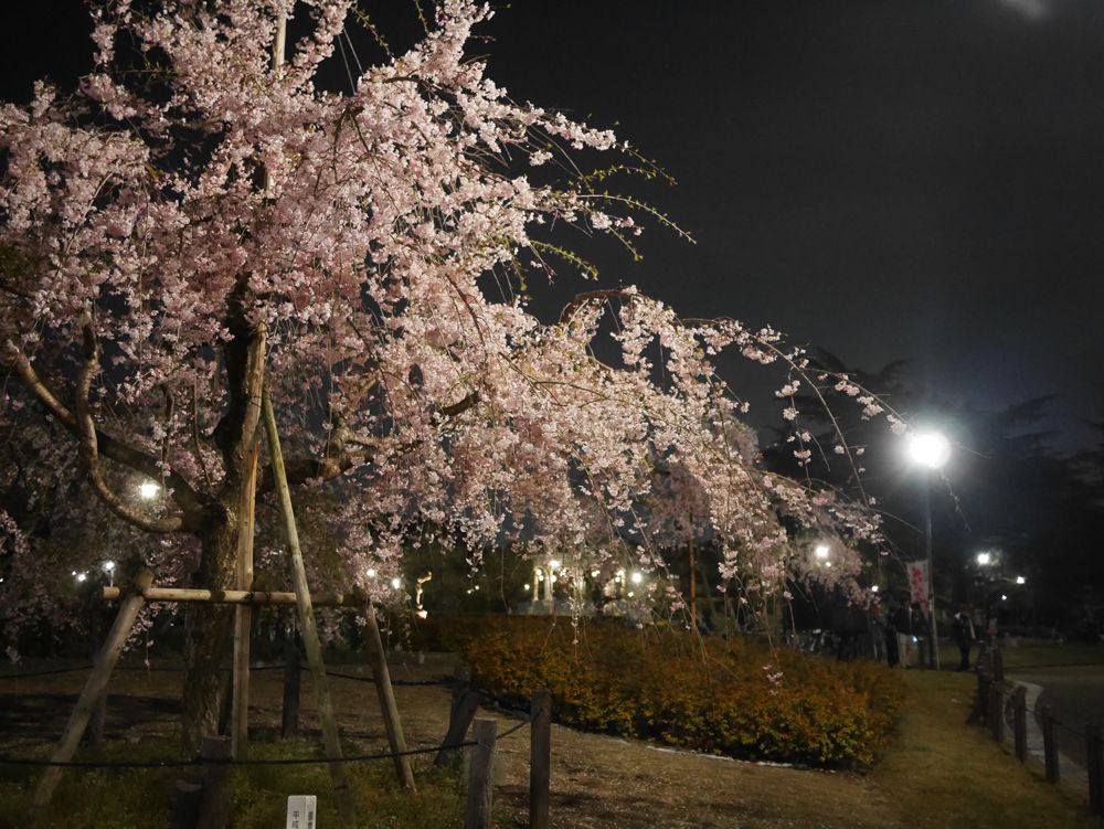 鶴舞公園の魅力は、咲き誇る四季の花々。