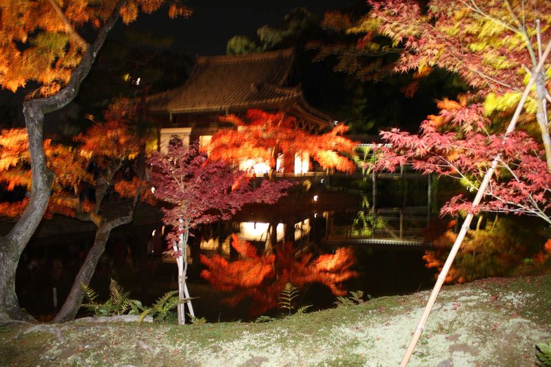 京都、東山、高台寺の美しすぎる紅葉が描く幽玄の世界。