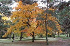 �������Ō���! �яH�̋��s�䉑�ŌÑ�F���y���ށB�̋L���T���l�C��