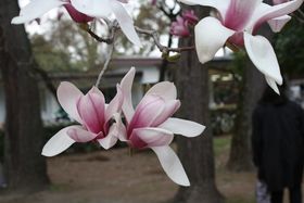 �t�̋��s�䉑�ł̓��N�������������Ȃ���!�̋L���T���l�C��