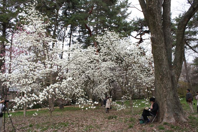 「猿が辻」横の森でひときわ美しく咲く白いモクレン