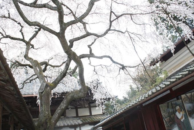 「三方普感の庭」に咲く樹齢２００年の枝垂れ桜