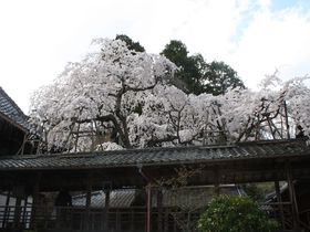 京都の古刹・十輪寺に咲く、たった一本の“なりひら桜”
