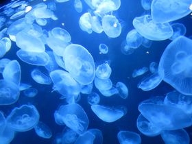 �N���Q�̓W����ސ��E��I�߉��s�u���ΐ����فv�Ō��z�I�ȑ̌����I�̋L���T���l�C��