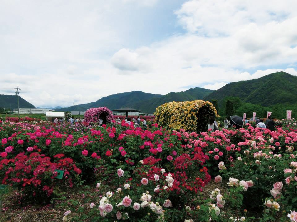 千曲川のほとりでバラを楽しむ！長野 坂城町「さかき千曲川バラ公園」