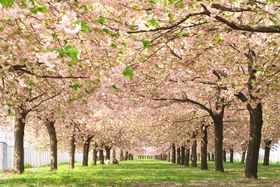 �؂̉ԁA���A�n�i�����܂ŁI���쌧�E���z�{���u��Ȑ�͐�����v�ŏt��������I�̋L���T���l�C��
