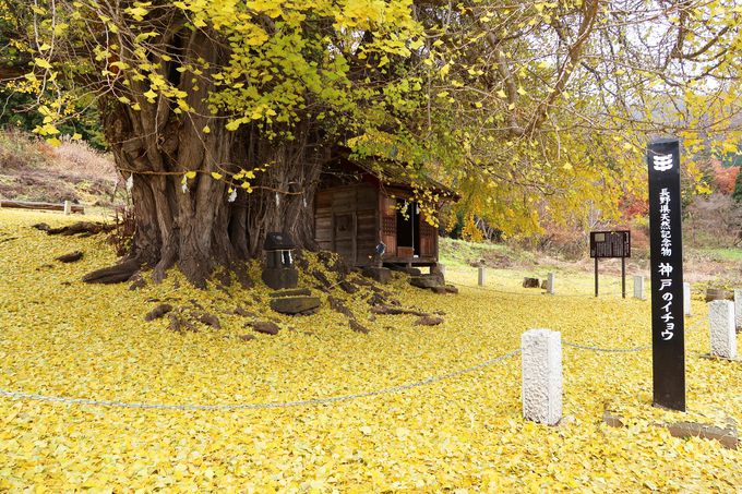 長野の晩秋を彩る風景 飯山市 神戸の大イチョウ 長野県 トラベルjp 旅行ガイド