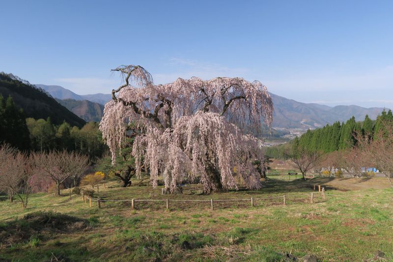 5月まで楽しめる！長野県 須坂・高山のおすすめ一本桜 5選