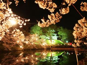 ライトアップ夜景遺産認定！新潟 高田城へ夜桜を見に行こう！オススメ時間帯は？