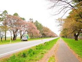 日本最大級の規模！北海道遺産・静内「二十間道路桜並木」