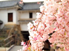 �V�����Ȃ�����V����K���I���E��Y�u�P�H��v�ō��U���̋L���T���l�C��