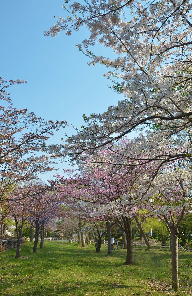 アクセス至便！訪れやすい「札幌護国神社」でお花見散歩