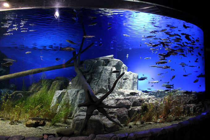 川がそのまま水族館 日本最大級の淡水魚水族館 千歳水族館 北海道 トラベルjp 旅行ガイド
