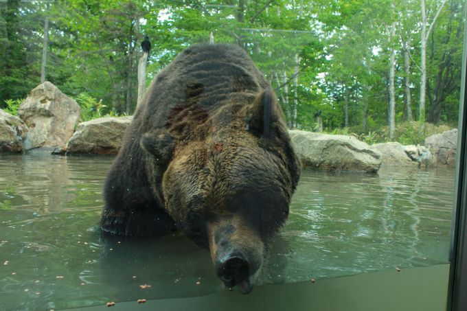 エゾヒグマが目と鼻の先 サホロリゾート ベア マウンテン 北海道 トラベルjp 旅行ガイド