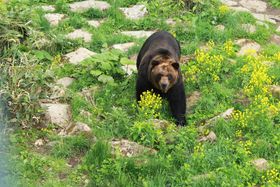 �G�]�q�O�}���ڂƕ@�̐�I�u�T�z�����]�[�g �x�A�E�}�E���e���v�̋L���T���l�C��