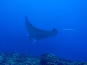 ���{�Ō�̔鋫�E�g�J���Ń_�C�r���O�I�啨�A��V����_�����I�̋L���T���l�C��