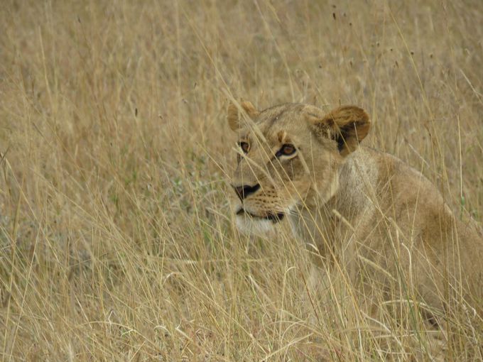 動物好きのためのケニア ナイロビ観光スポット3選 ケニア Lineトラベルjp 旅行ガイド