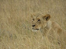 動物好きのためのケニア・ナイロビ観光スポット3選