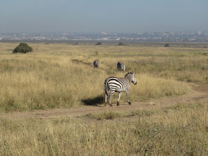 動物好きのためのケニア ナイロビ観光スポット3選 ケニア Lineトラベルjp 旅行ガイド