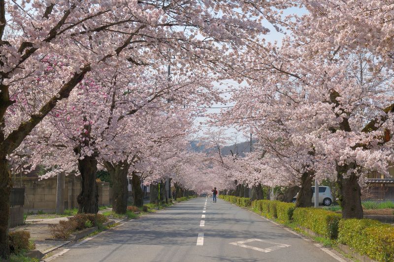 秩父のおすすめ桜スポット8選 桜を見てパワーチャージの春を 21 トラベルjp 旅行ガイド
