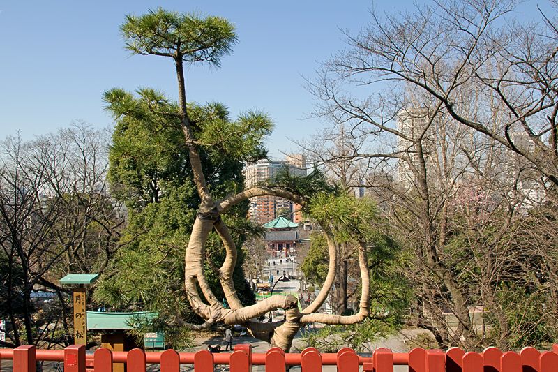 150年ぶりに復元された“月の松”も必見！上野「清水観音堂」