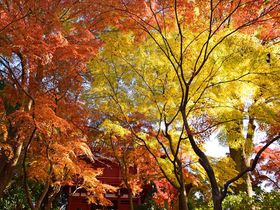 オレンジと黄色の絶景！松戸市「本土寺」生れの秋山紅で紅葉狩り