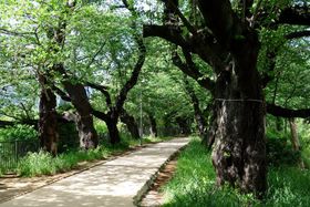 mEFC̐Xŉ!?ѓcE_{ւ̗Q̋LTlC