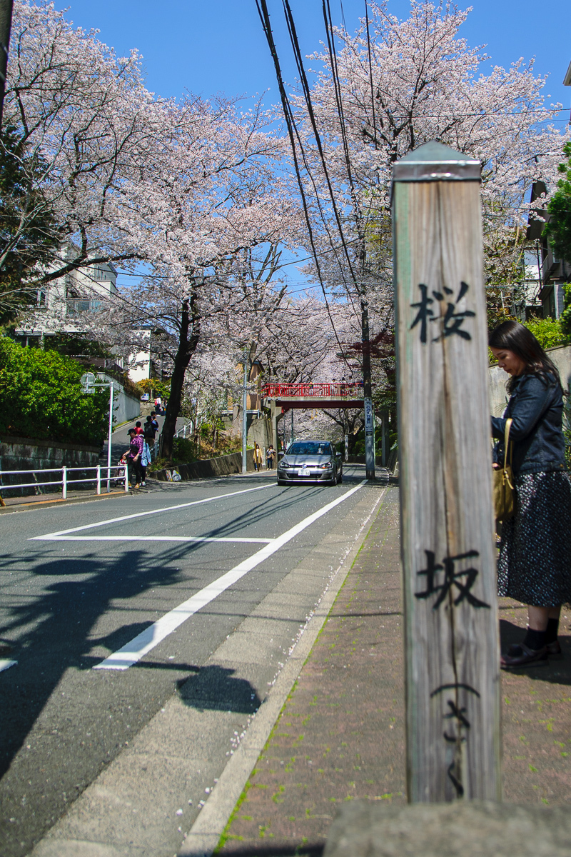 200万枚の大ヒットにより観光名所となった「桜坂」