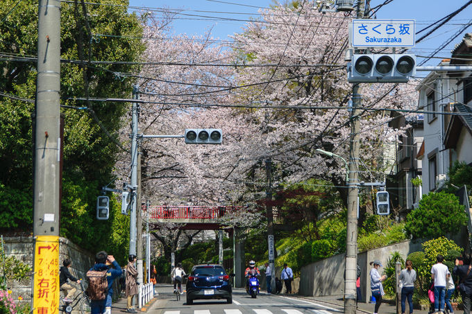 名曲 桜坂 は永遠に 大田区 田園調布の３大お花見スポット 東京都 トラベルjp 旅行ガイド