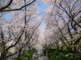 名曲「桜坂」は永遠に！大田区・田園調布の３大お花見スポット