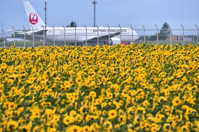 ひまわり畑に巨体が飛来 ヒコーキをラブリーに撮る 女満別空港 北海道 Lineトラベルjp 旅行ガイド