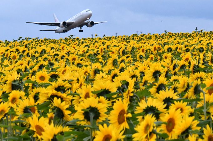 ひまわり畑に巨体が飛来 ヒコーキをラブリーに撮る 女満別空港 北海道 Lineトラベルjp 旅行ガイド