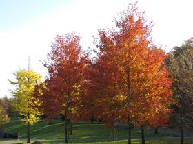 紅葉狩りにもおすすめ！「ノーザンホースパーク」で北海道の短い秋を満喫
