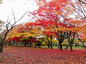 函館の穴場スポット「香雪園」で楽しむ紅葉♪どこまでも広がる真っ赤な絨毯に感動!
