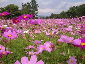 炫550{̃RXXyށwE̓nxRXX̋LTlC