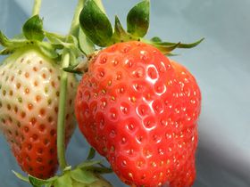 �O�d���ő勉�̔_���w���������j�݁x�ŃC�`�S���I�f�r���[�T�N�ڂ̐V�킩������H�ׂ������I�̋L���T���l�C��