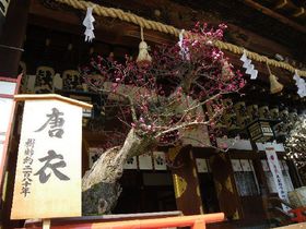 �~�̉Ԃ̍��肪�Y�����V���{�̓~�B���~�������炱���y���߂邨�Ԍ��ɂ��o�����I�̋L���T���l�C��