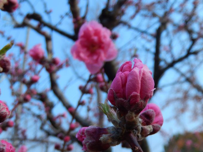 『梅』『桃』『桜』を見分けられますか？